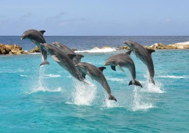 Dolfijnen-activiteiten-Curaçao